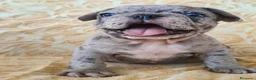 Bulldog Francese cani in vendita: Bulldog francese cuccioli  - Annuncio 4