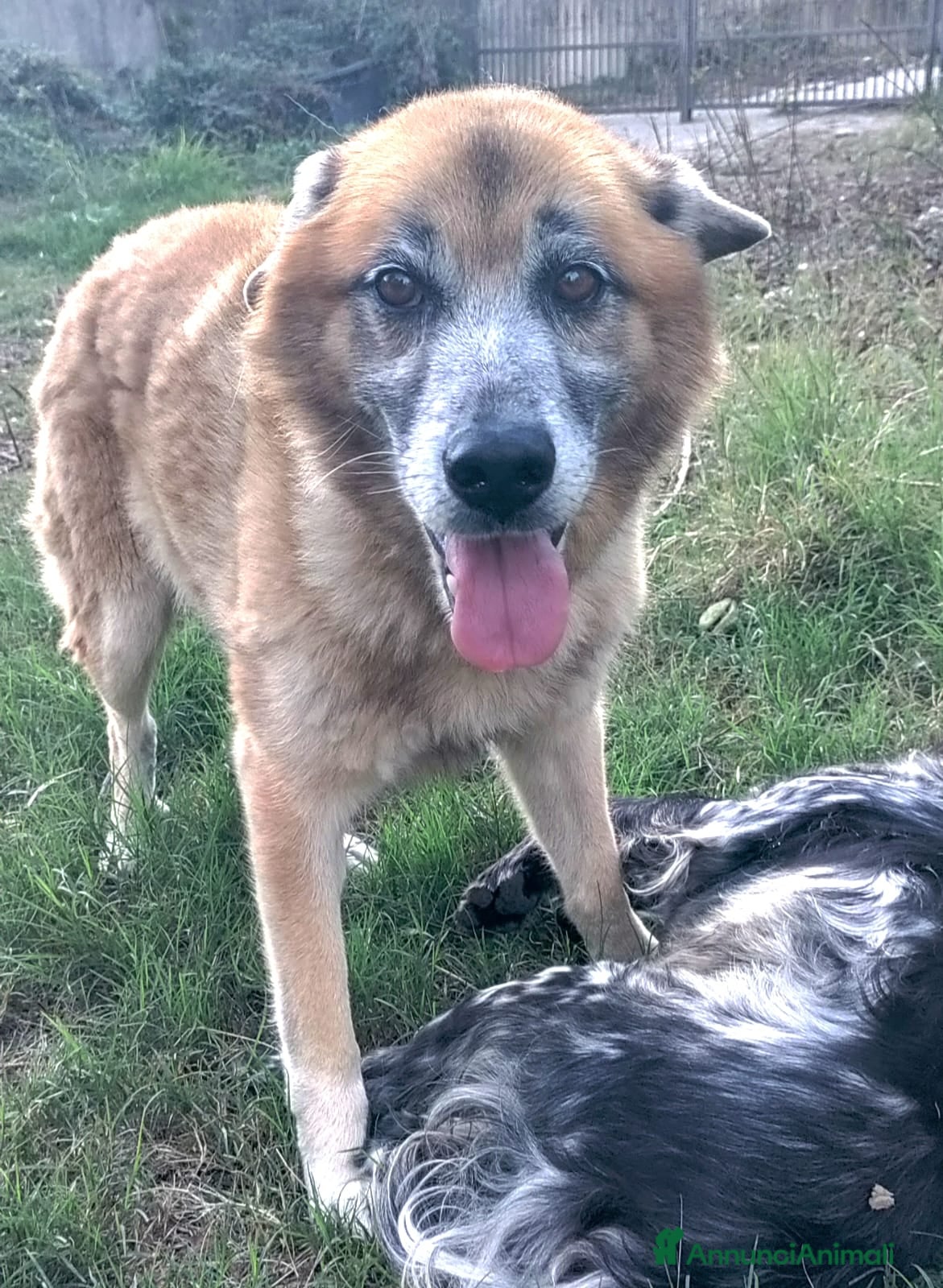 Meticcio cani Boris simil pastore 10anni 4anni di appelliSALERNO - Annuncio 38