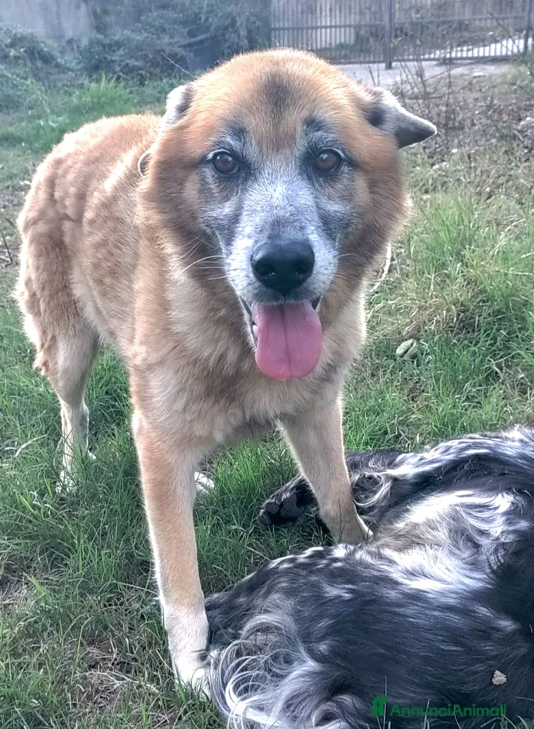 Meticcio cani in regalo: Boris simil pastore 10anni 4anni di appelliSALERNO - Annuncio 1