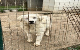 Meticcio cani in regalo: NASINO A CUORE : IL DOLCISSIMO OSLO a Provincia di Frosinone - Immagine 7
