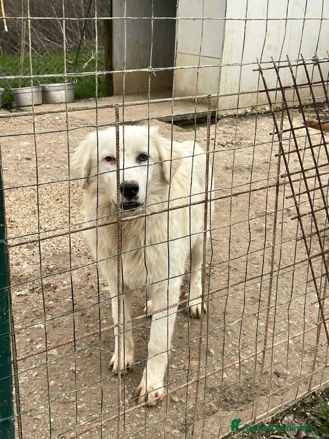 Meticcio cani in regalo: NASINO A CUORE : IL DOLCISSIMO OSLO a Provincia di Frosinone - Annuncio 7