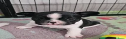 Bulldog Francese cani in vendita: Cuccioli di Bulldog Francese  - Annuncio 5