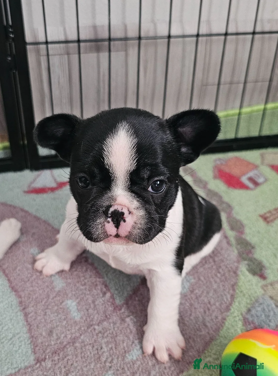 Bulldog Francese cani in vendita: Cuccioli di Bulldog Francese  - Annuncio 5
