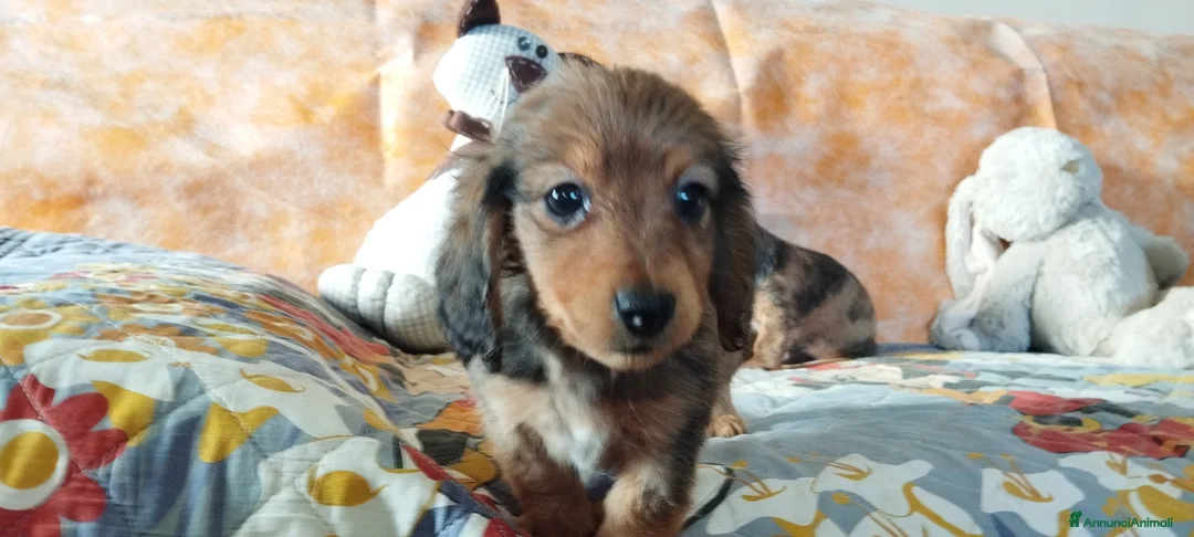 Bassotto cani in vendita: Bassotti  - Annuncio 1