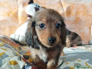 Bassotto cani Bassotti - Annuncio 4