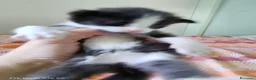 Meticcio gatti in vendita: Gattini nati da mamma main coon  a Provincia di Piacenza - Annuncio 2
