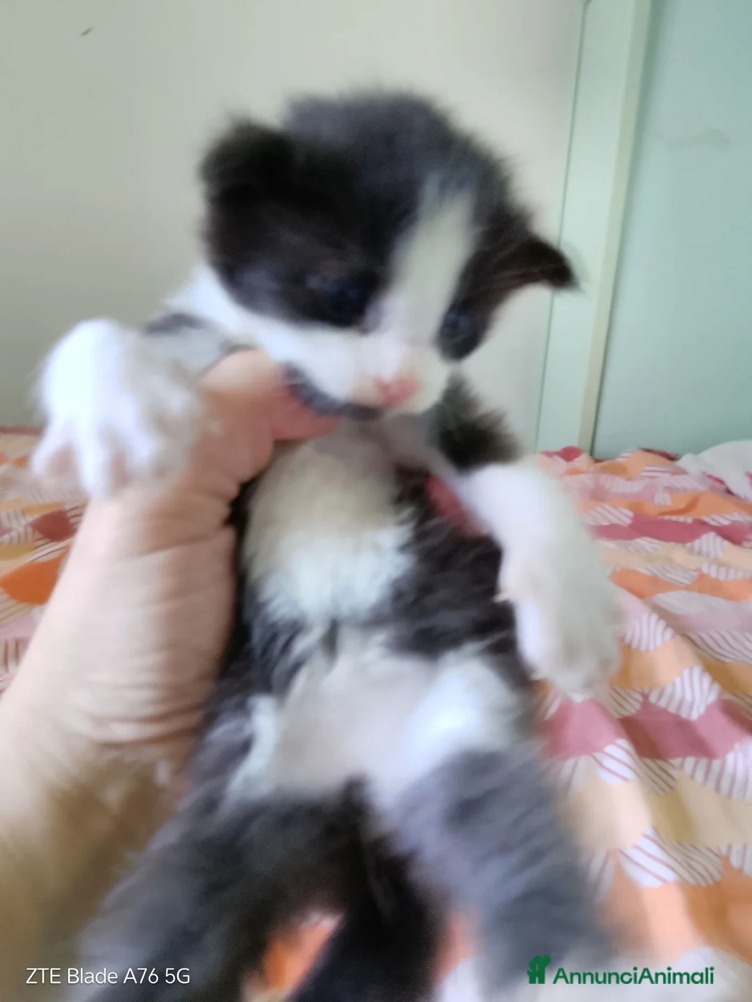 Meticcio gatti in vendita: Gattini nati da mamma main coon  a Provincia di Piacenza - Annuncio 2