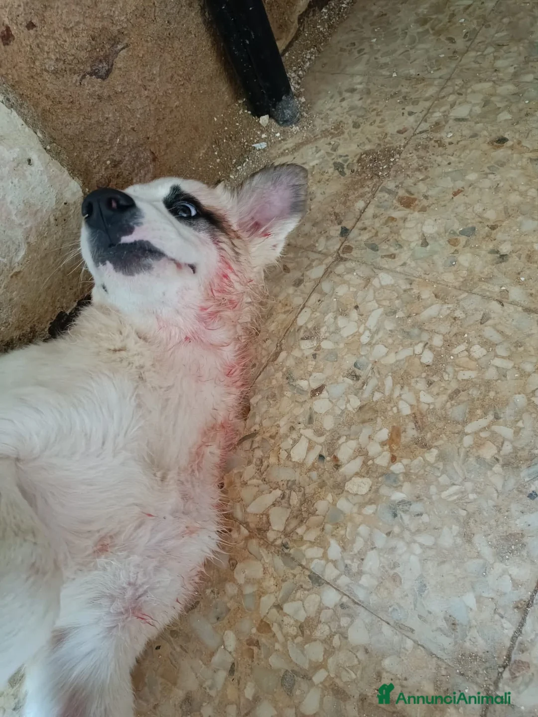 Meticcio cani in regalo: ADOZ.DEL💔:gli altri cani li aggrediscono!!!!! a Provincia di Siena - Annuncio 2