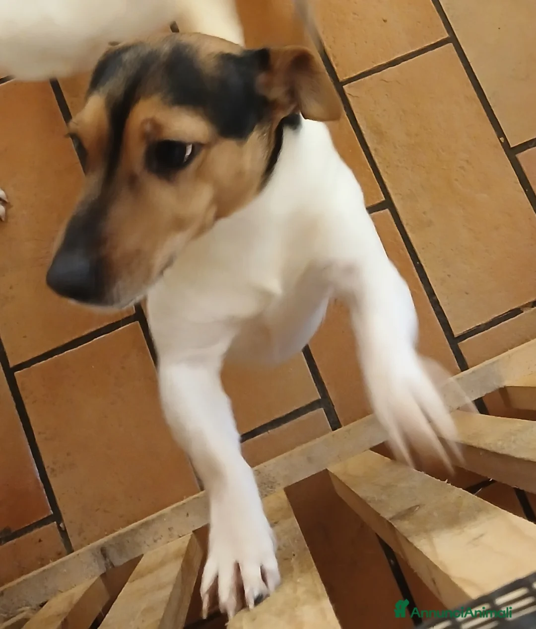 Jack Russell cani in vendita: Mini gek russel  toy  - Annuncio 2