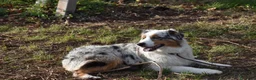 Australian Shepherd cani in vendita: cucciolotti pastore australiano - australian  - Annuncio 19