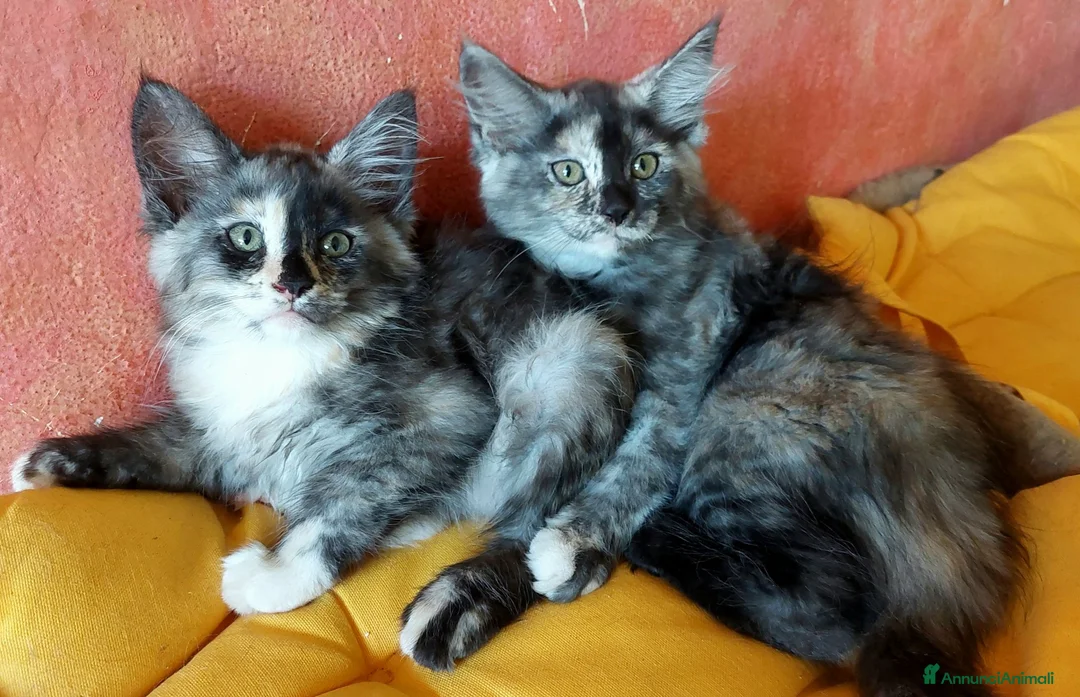 Maine Coon gatti in vendita: Maine Coon tabby cucciole gemelle - Annuncio 1