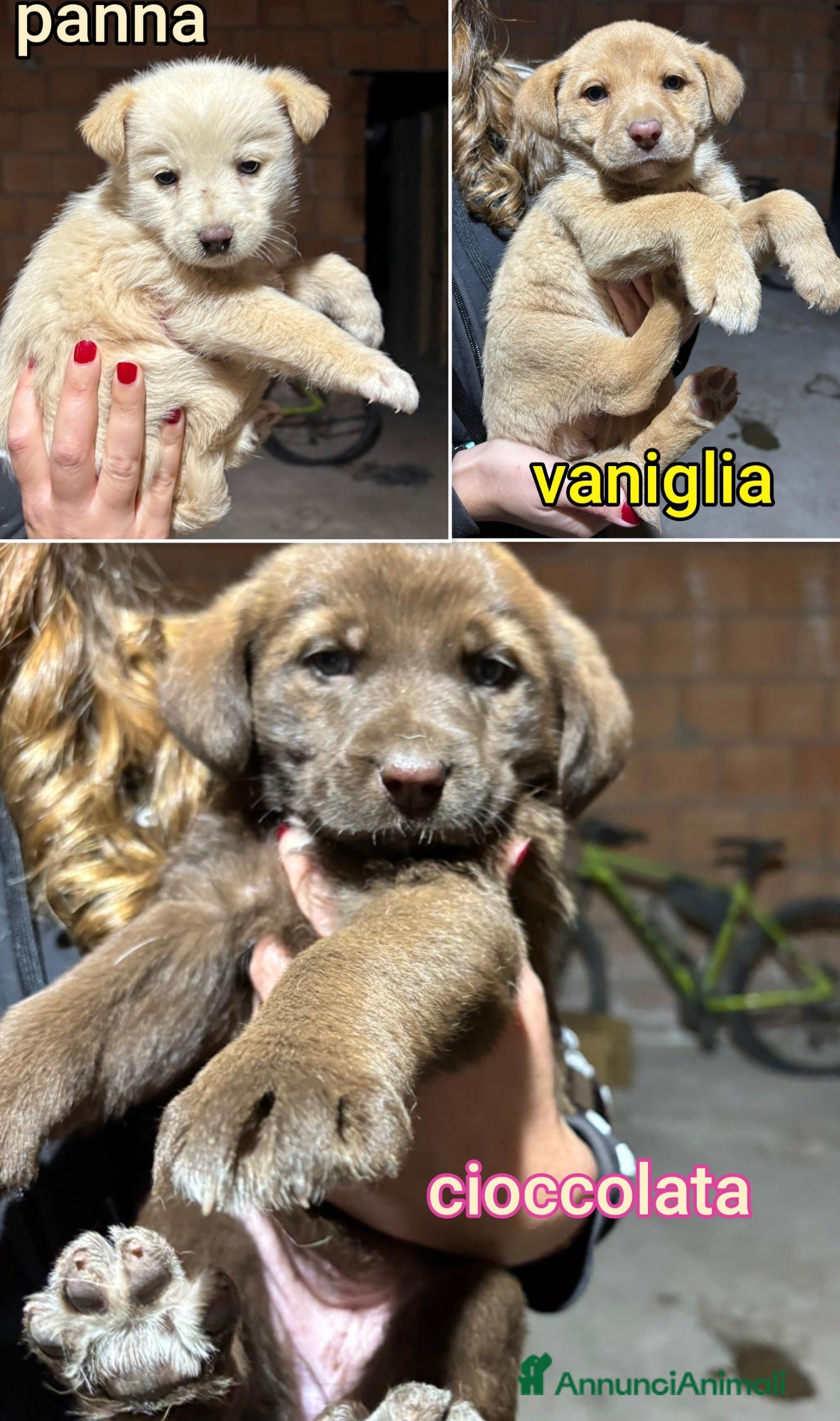 Meticcio cani SALVA LA VITA DI UN CUCCIOLO  - Annuncio 14