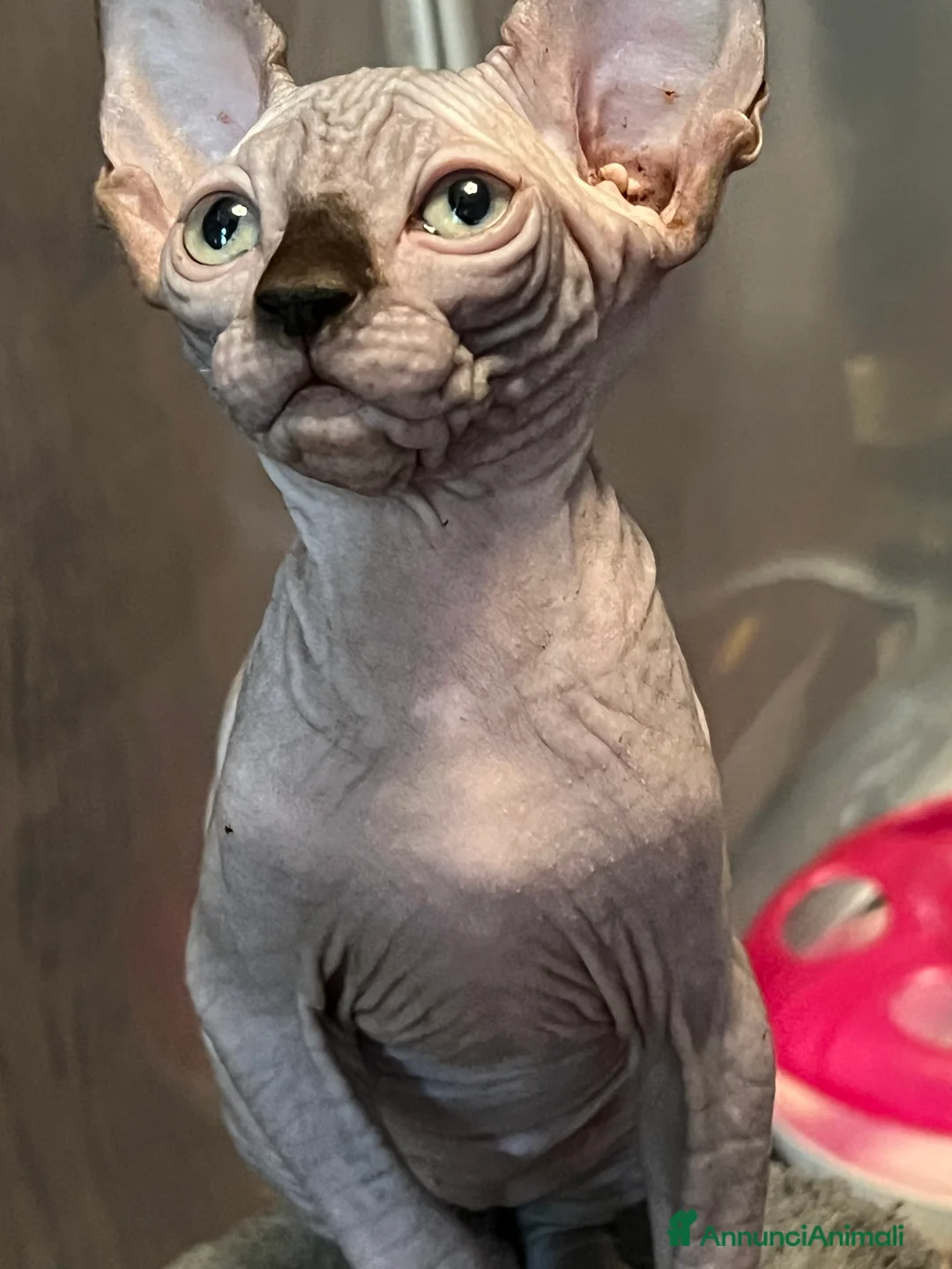 Sphynx gatti in vendita: Sphynx  a Città metropolitana di Roma Capitale - Annuncio 3