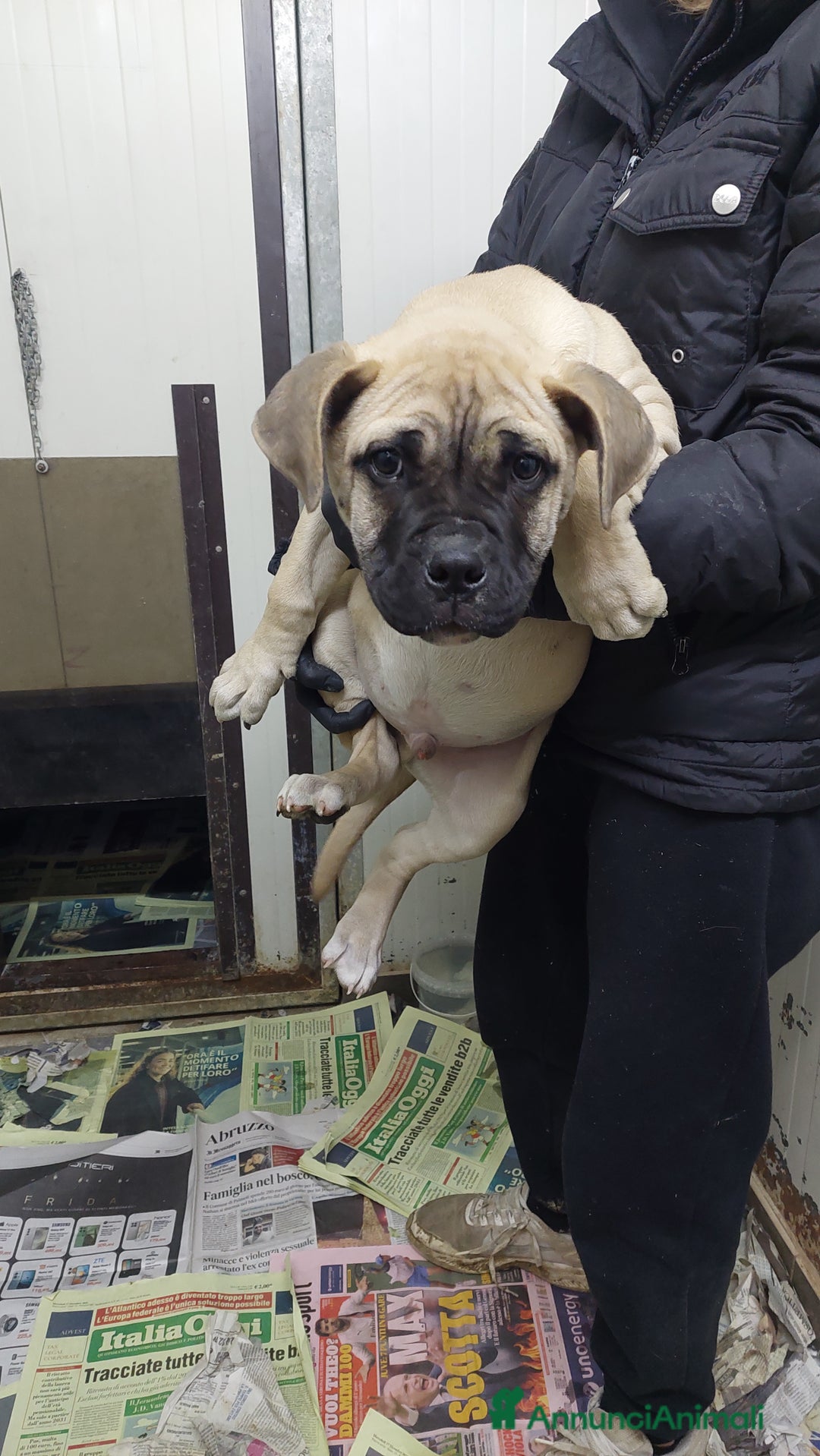 American Bully cani in vendita: American bully maschio - Annuncio 4