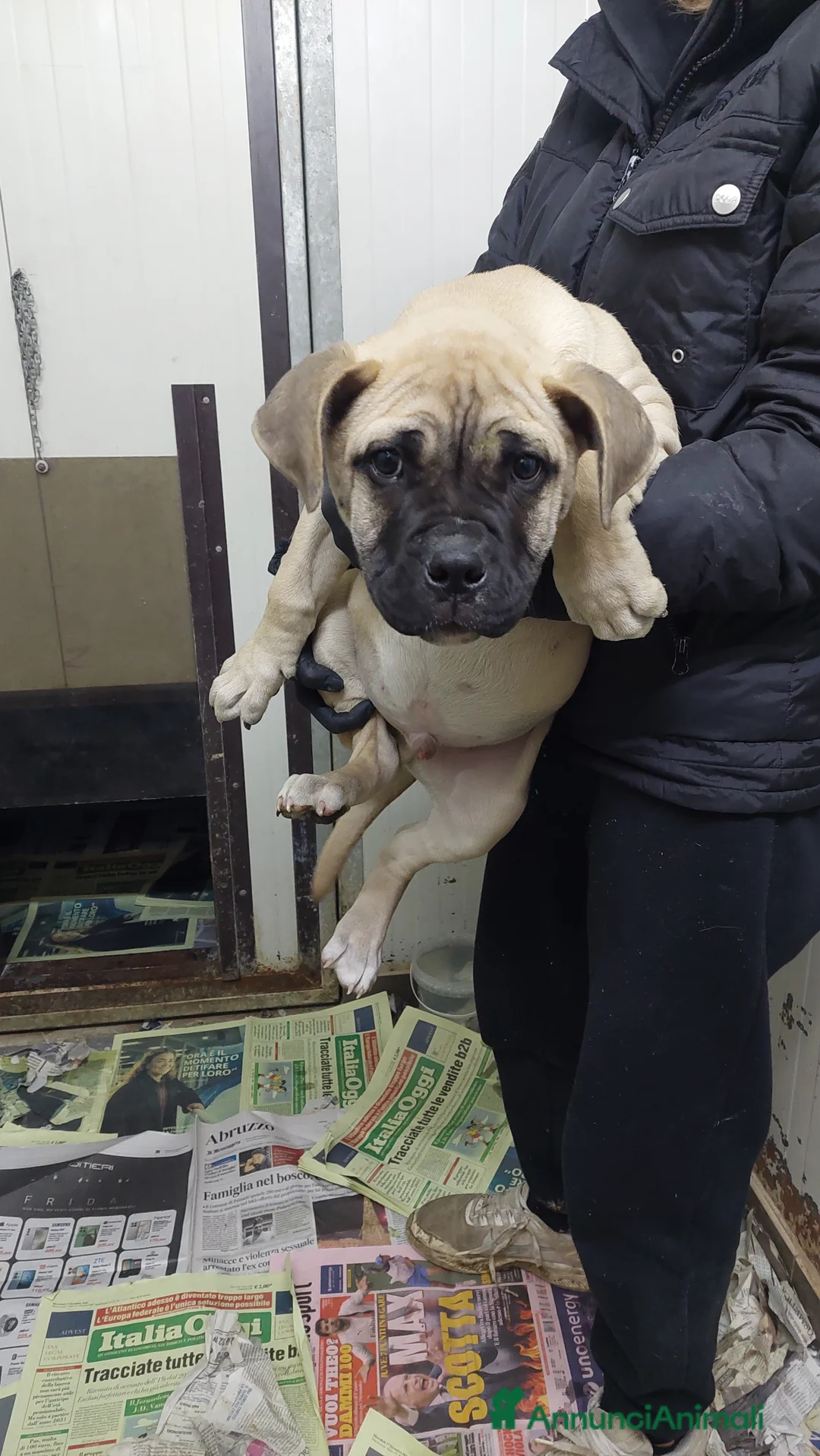 American Bully cani in vendita: American bully maschio - Annuncio 4