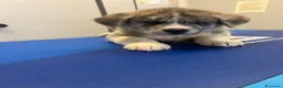 Akita Inu cani in vendita: Cuccioli di Akita Inu - Annuncio 3
