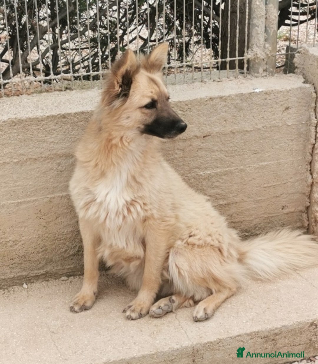 Meticcio cani in regalo: Brando/Ennio 3anni da cuccioli in box Prov.BARI a Città metropolitana di Milano - Annuncio 6