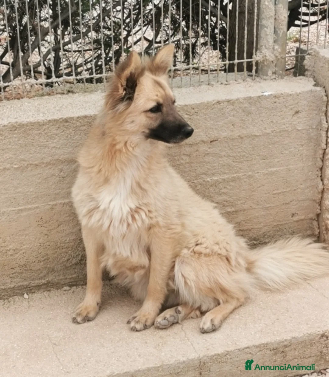Meticcio cani in regalo: Brando/Ennio 3anni da cuccioli in box Prov.BARI a Città metropolitana di Milano - Annuncio 6