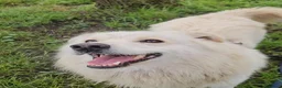 Meticcio cani in regalo: 5anni,dalla catena al canile 3anni fa!NOVARA SOS - Annuncio 2