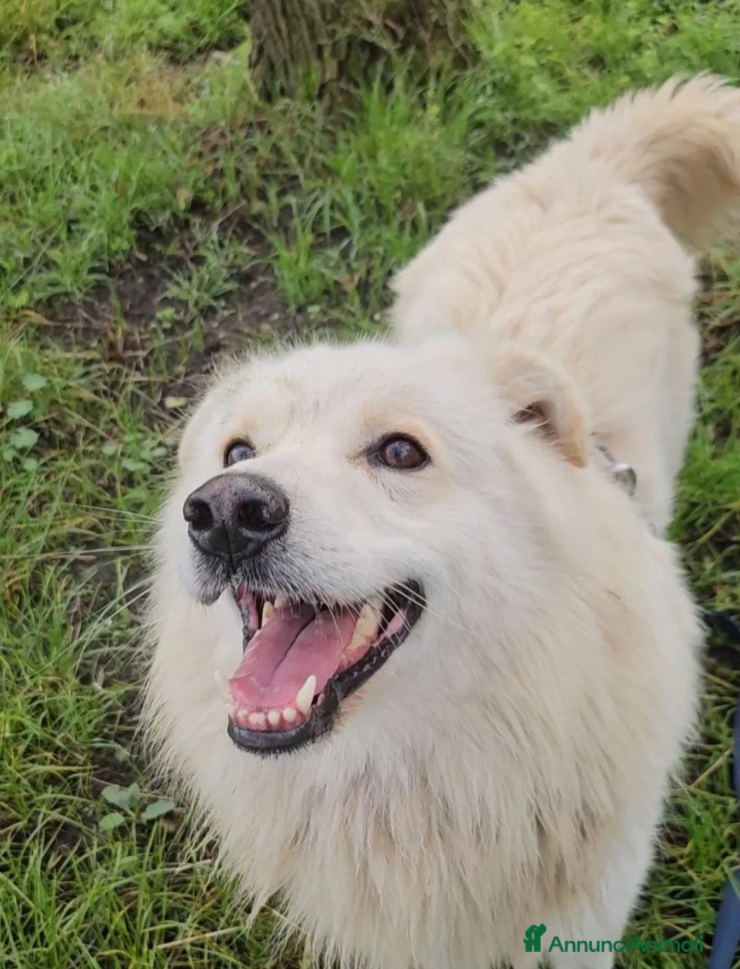 Meticcio cani in regalo: 5anni,dalla catena al canile 3anni fa!NOVARA SOS - Annuncio 2