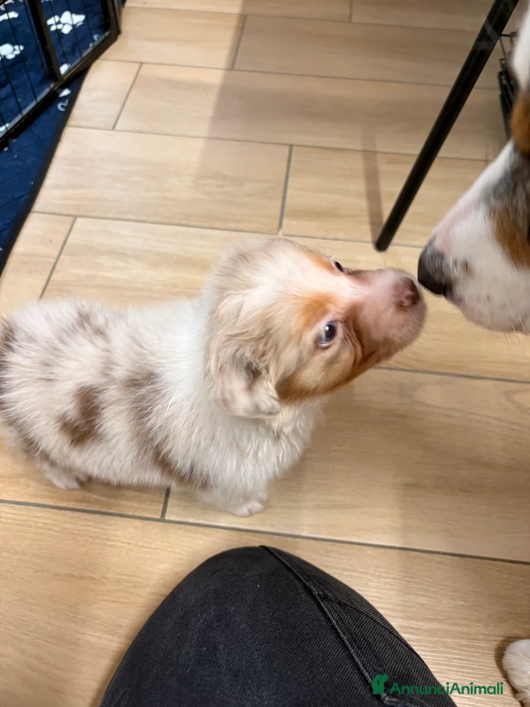 Australian Shepherd cani in vendita: Aussie - Annuncio 6