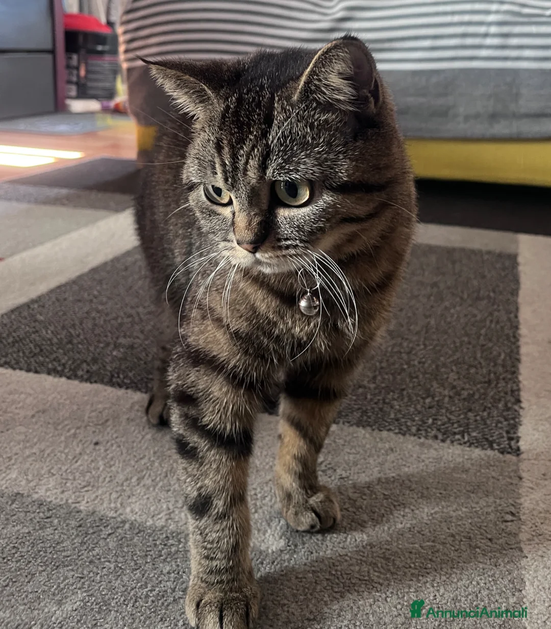 British gatti in vendita: British Shorthair BlackTabby–16 mesi a Ente di decentramento regionale di Udine - Annuncio 5