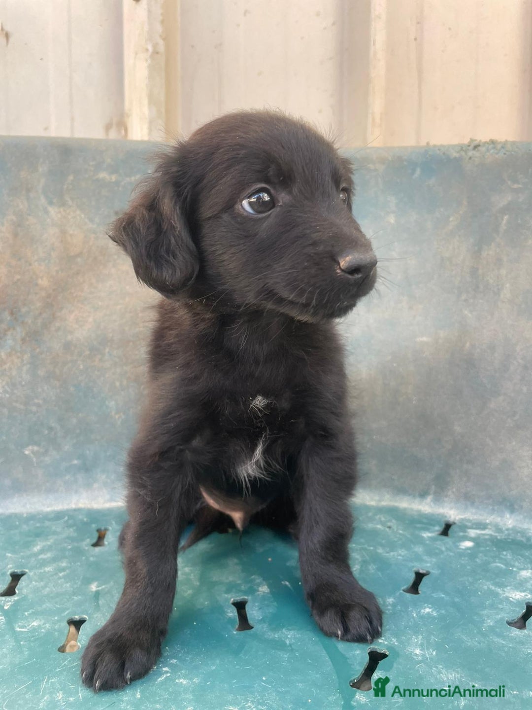 Meticcio cani in regalo: ZAFFIRO - Annuncio 1