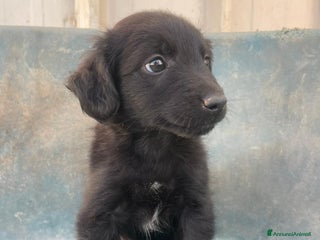 Meticcio cani ZAFFIRO - Annuncio 21