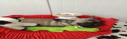 Bulldog Francese cani in vendita: Cuccioli French Buldog Taglia Piccola e Compatta  - Annuncio 3