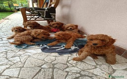 Barbone cani in vendita: Barboncini pedigree enci a Provincia di Treviso - Immagine 1