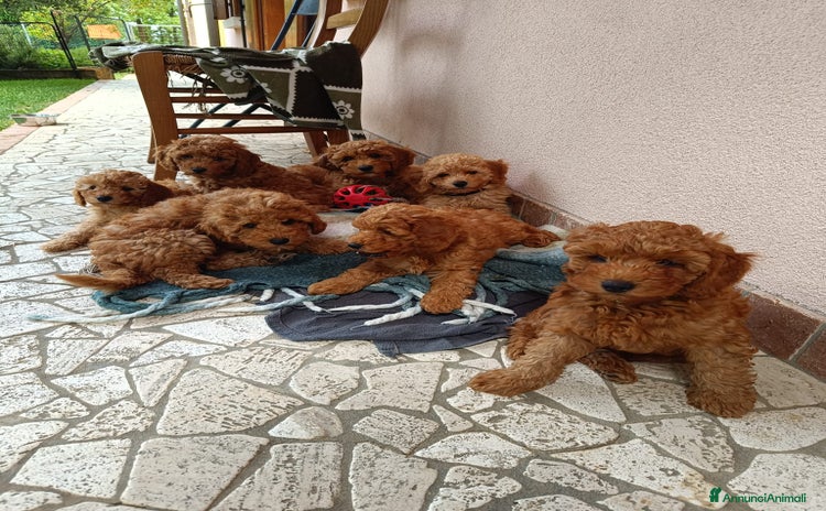 Barbone cani a Provincia di Treviso - Annuncio 3