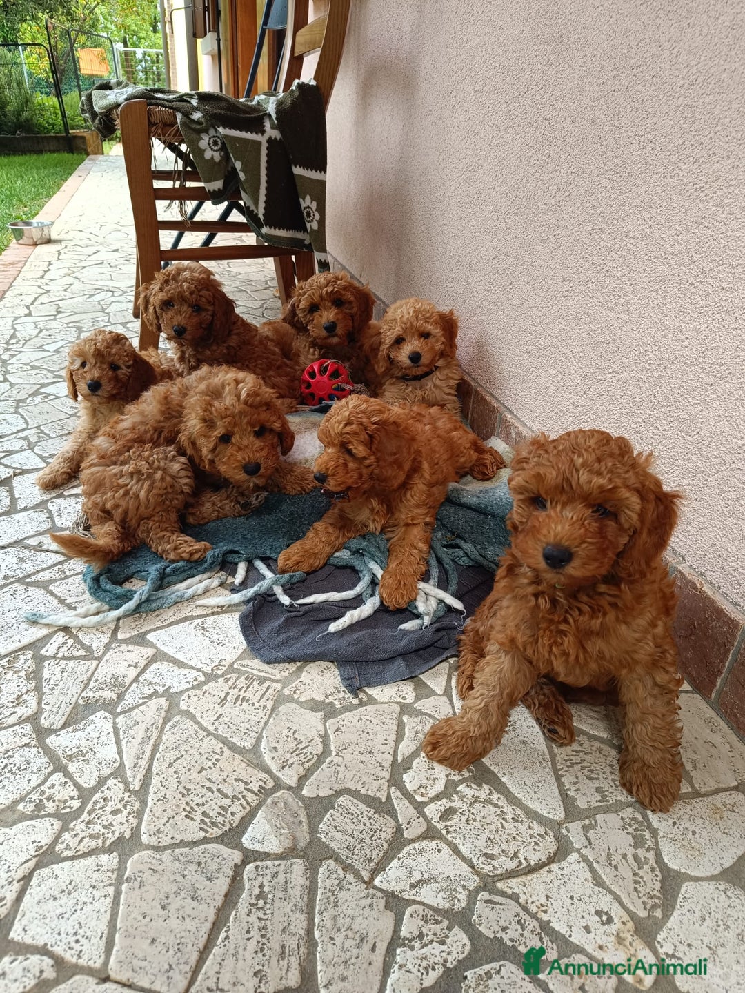 Barbone cani in vendita: Barboncini pedigree enci a Provincia di Treviso - Immagine 1