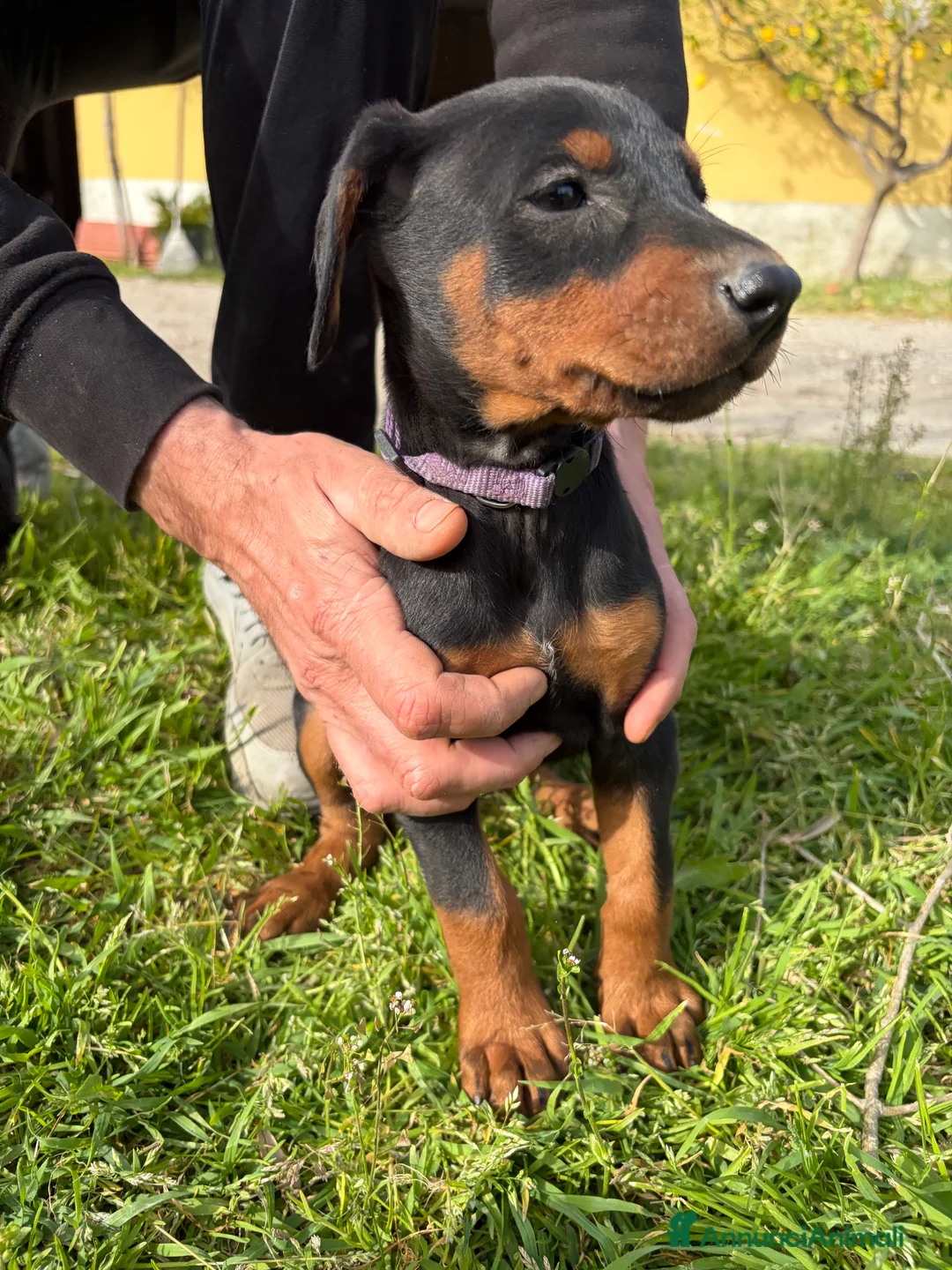 Dobermann cani in vendita: Cuccioli di dobermann - Annuncio 10