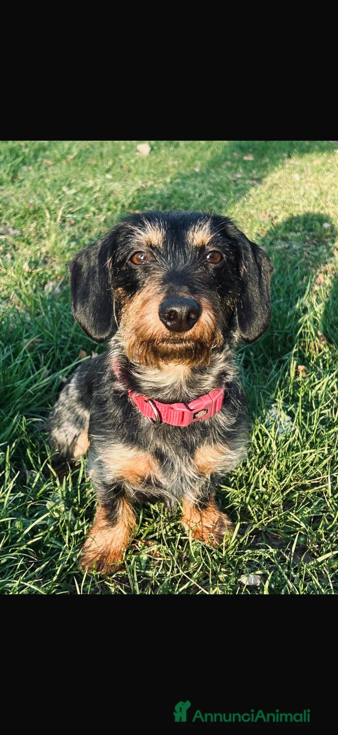 Bassotto cani per accoppiamento: Isotta cerca fidanzato  - Annuncio 2
