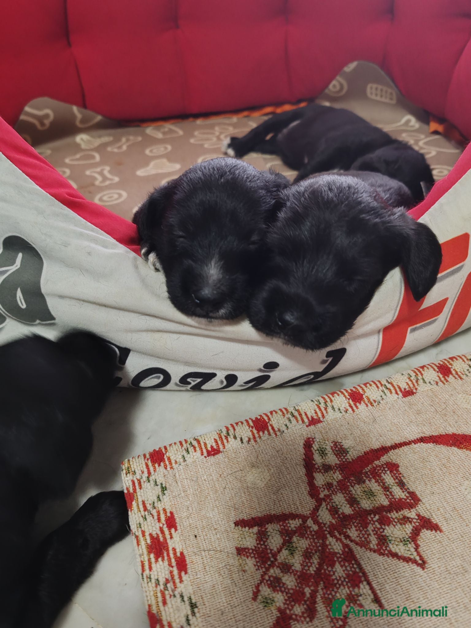 Meticcio cani Regalo cuccioli  - Annuncio 31