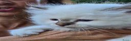 Sacro di Birmania gatti in vendita: Cuccioli Sacri di Birmania - Annuncio 5