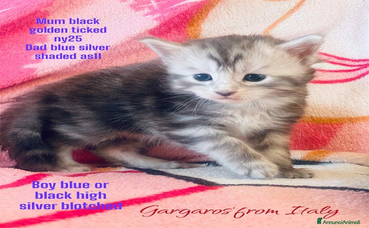 Maine Coon gatti a Provincia di Foggia - Annuncio 15