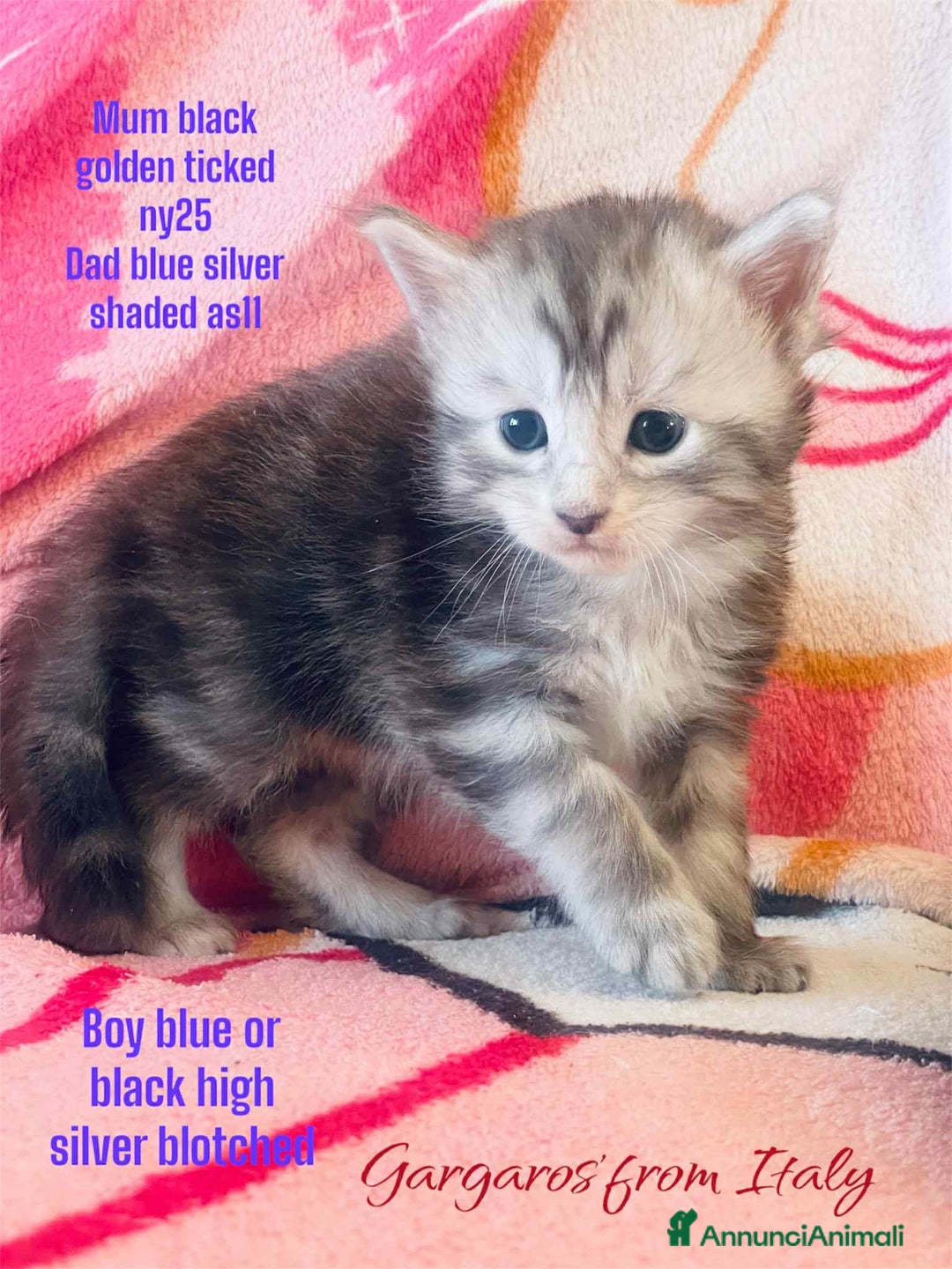 Maine Coon gatti in vendita: Cuccioli Maine coon linea shaded e golden a Provincia di Foggia - Immagine 1