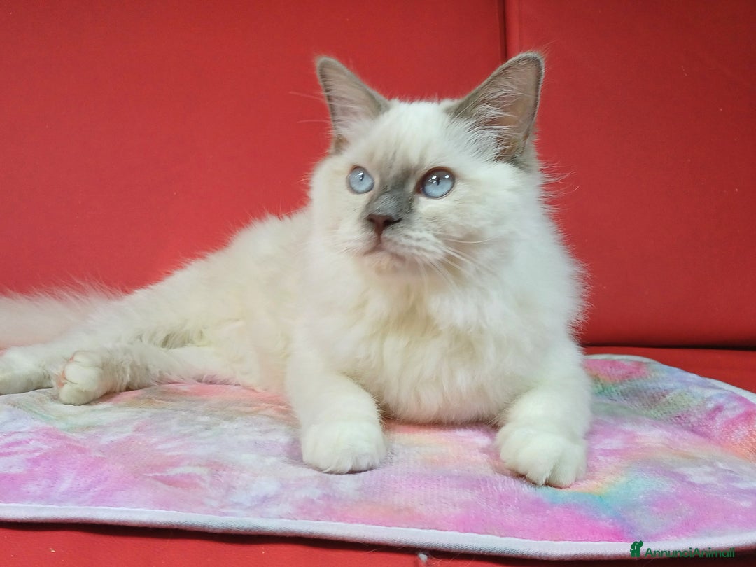 Ragdoll gatti in vendita: Wonder Blue Sirius - Annuncio 2