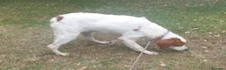 Breton cani in vendita: Breton cucciolone a Provincia di Perugia - Annuncio 2
