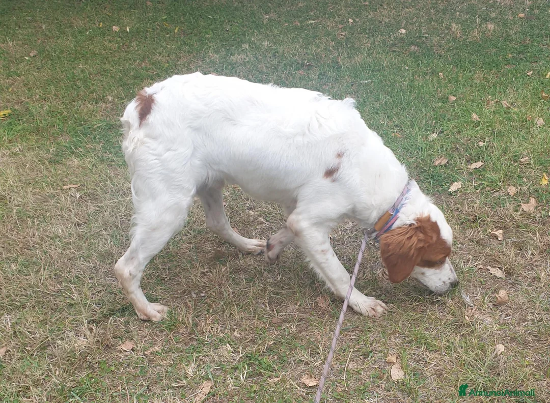 Breton cani in vendita: Breton cucciolone a Provincia di Perugia - Annuncio 2