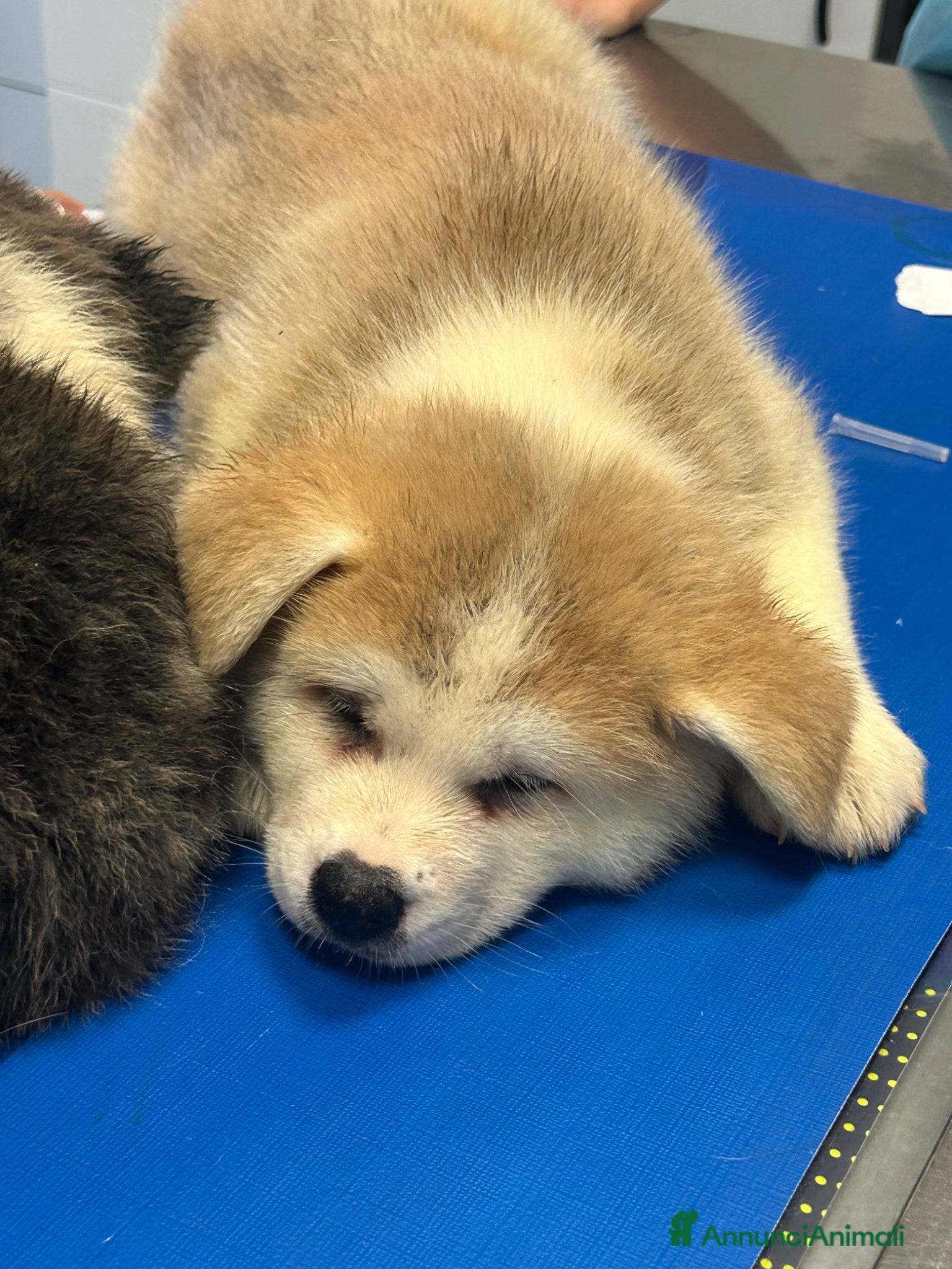 Akita Inu cani Cuccioli Akita innu - Annuncio 15