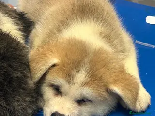 Akita Inu cani Cuccioli Akita innu - Annuncio 15