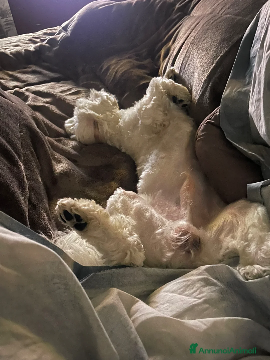 Maltipoo cani per accoppiamento: Fidanzatina cercasi a Città metropolitana di Roma Capitale - Annuncio 5