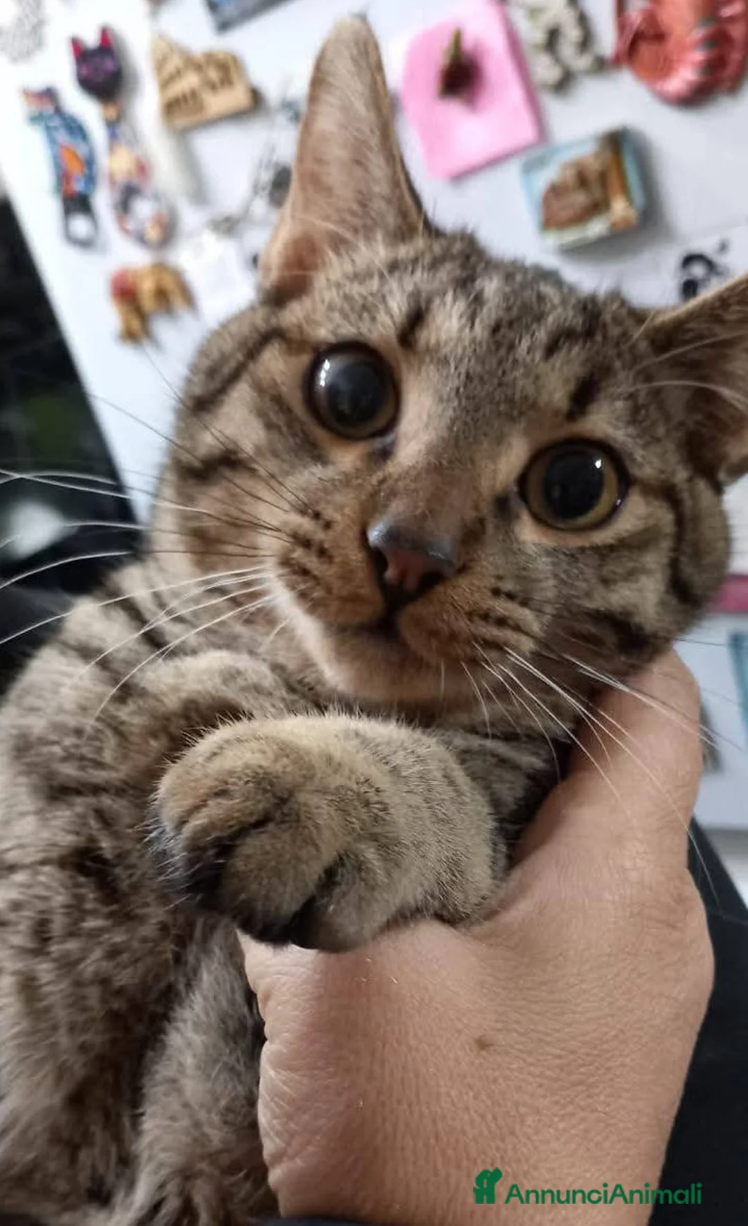 Europeo gatti in regalo: Tenero micino in adozione, TIGRO! - Annuncio 4