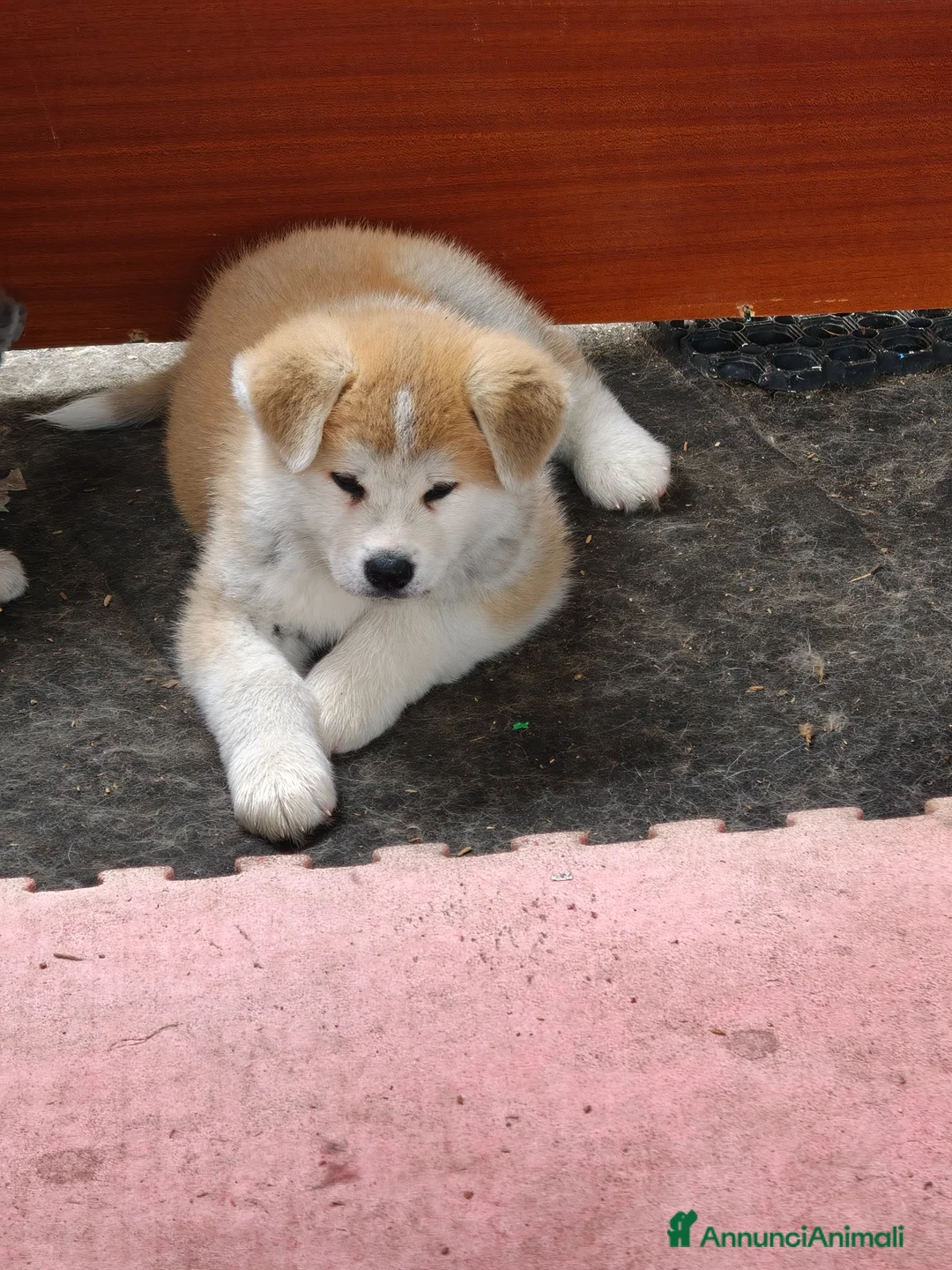 Akita Inu cani in vendita: Cuccioli di Akita Inu a Senigallia! - Annuncio 2