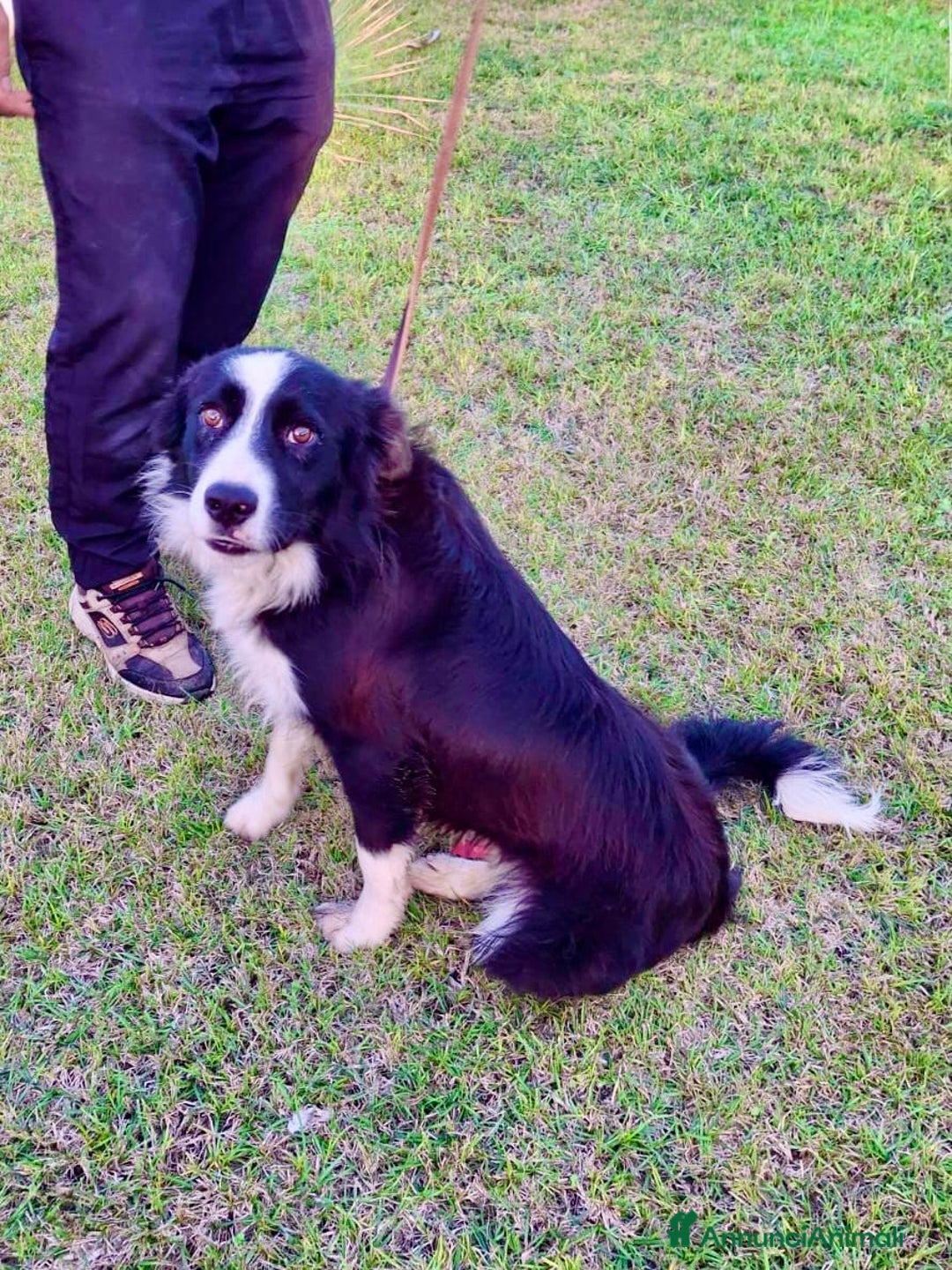 Border Collie cani in regalo: GIOTTO 💙 -abbandonato, dagli un’altra possibilità - Annuncio 3