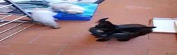 Europeo gatti in regalo: Gattini cercano famiglia  - Annuncio 2