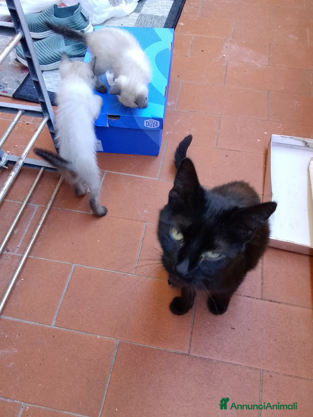 Europeo gatti in regalo: Gattini cercano famiglia  - Annuncio 2