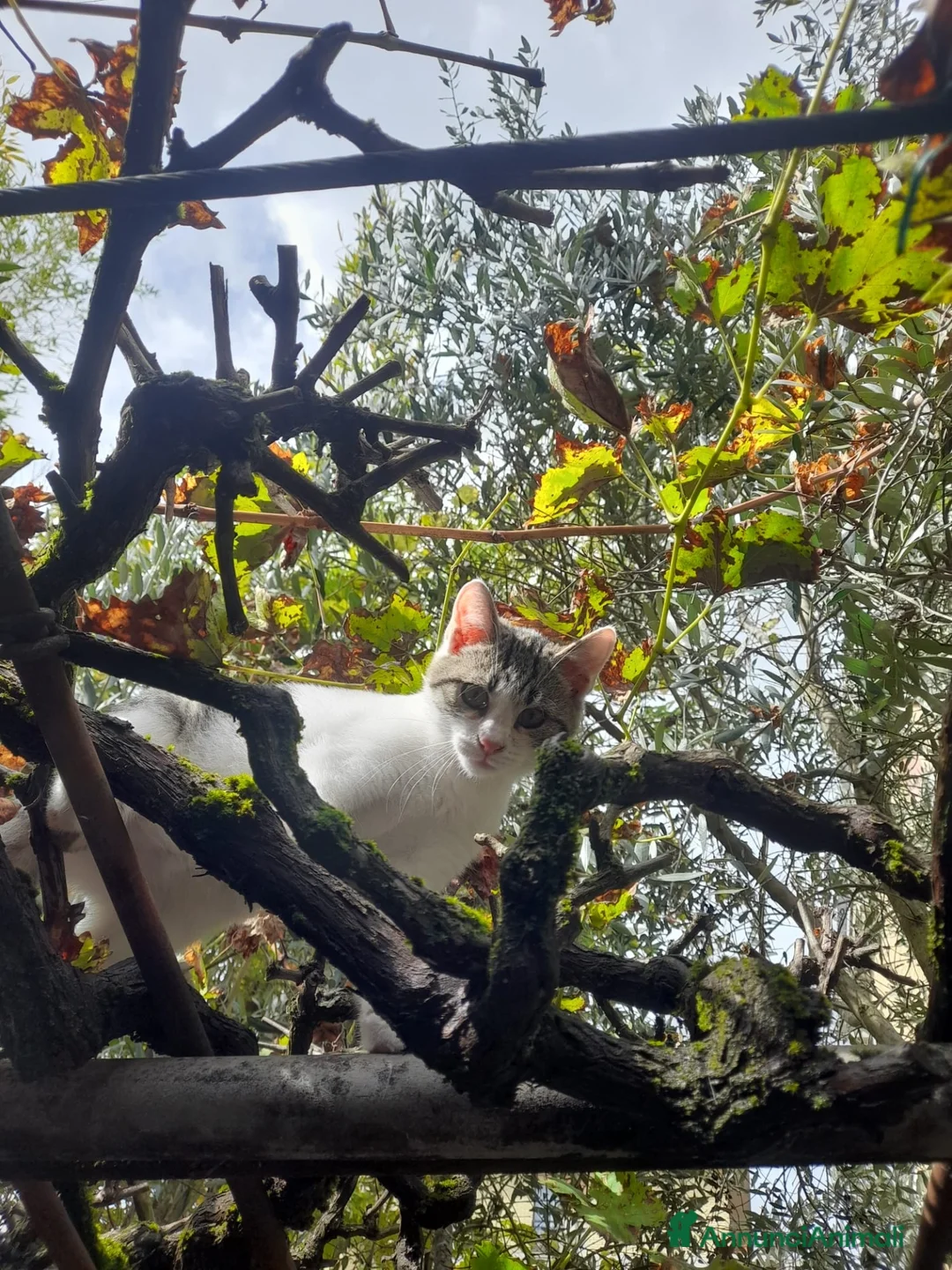 Altre razze gatti in regalo: CERCA CASA 🏠  - Annuncio 2